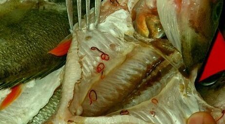 Parasites dans les poissons