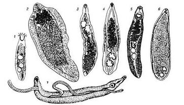 Trematodes (vers plats)