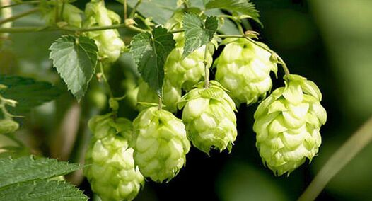 le houblon, un remède contre les parasites
