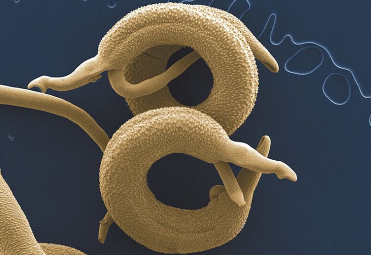 parasites qui vivent dans le corps humain